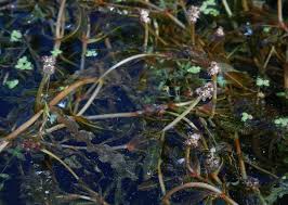 Attēlu rezultāti vaicājumam “Potamogeton compressus”