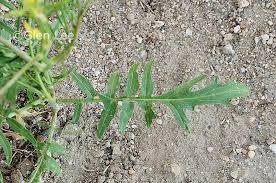 Attēlu rezultāti vaicājumam “Sisymbrium altissimum leaf”