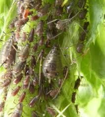 Attēlu rezultāti vaicājumam “Uroleucon cirsii”