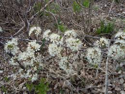 Attēlu rezultāti vaicājumam “Prunus serotina flower”