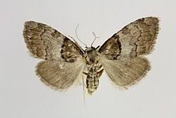 Attēlu rezultāti vaicājumam “Nola confusalis”