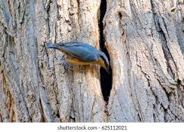 Attēlu rezultāti vaicājumam “Sitta europaea nest”