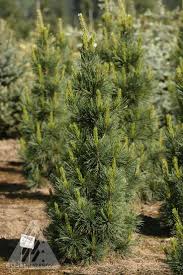 Image result for Pinus cembra