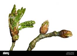 Attēlu rezultāti vaicājumam “Quercus robur bud”