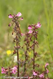 Attēlu rezultāti vaicājumam “Pedicularis palustris leaf”