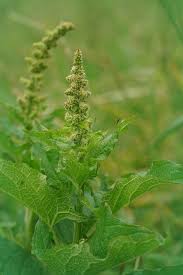 Attēlu rezultāti vaicājumam “Chenopodium bonus-henricus leaf”