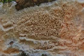 Attēlu rezultāti vaicājumam “Schizopora paradoxa”