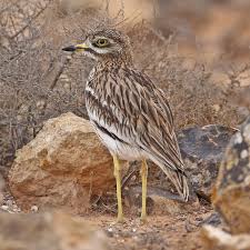 Image result for Burhinus oedicnemus