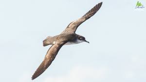 Image result for Puffinus puffinus