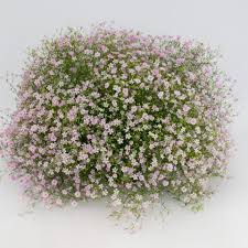 Attēlu rezultāti vaicājumam “Gypsophila muralis fruit”