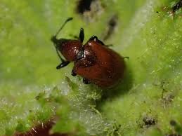 Attēlu rezultāti vaicājumam “Attelabidae”
