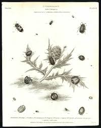 Attēlu rezultāti vaicājumam “Tetratoma ancora”