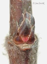 Attēlu rezultāti vaicājumam “Acer tataricum bud”