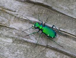Attēlu rezultāti vaicājumam “Carabidae”