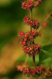 Attēlu rezultāti vaicājumam “Rumex obtusifolius flower”