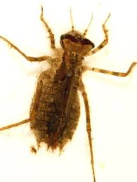 Attēlu rezultāti vaicājumam “Cordulidae”