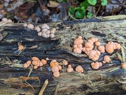 Attēlu rezultāti vaicājumam “Lycogala irregulare”