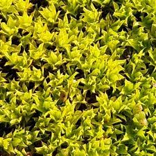 Attēlu rezultāti vaicājumam “Barbula convoluta sporophyte”