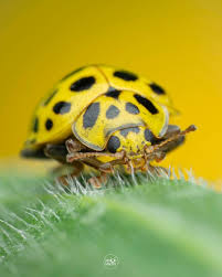 Attēlu rezultāti vaicājumam “Psyllobora vigintiduopunctata”