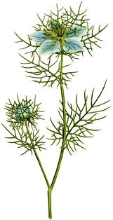 Image result for Nigella damascena