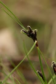 Attēlu rezultāti vaicājumam “Schoenus ferrugineus flower”
