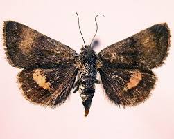 Attēlu rezultāti vaicājumam “Panemeria tenebrata”