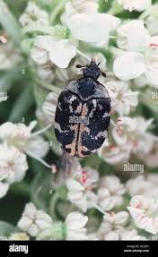 Attēlu rezultāti vaicājumam “Anthrenus scrophulariae”