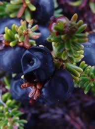 Attēlu rezultāti vaicājumam “Empetraceae”