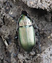 Attēlu rezultāti vaicājumam “Poecilus cupreus”