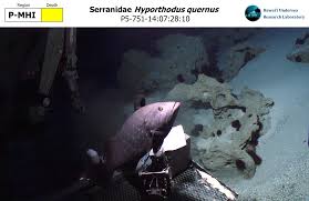 Image result for Hyporthodus quernus