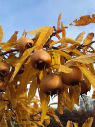 Attēlu rezultāti vaicājumam “Mespilus germanica leaf”