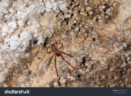 Attēlu rezultāti vaicājumam “Metellina merianae”