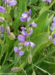 Attēlu rezultāti vaicājumam “Polygala vulgaris”