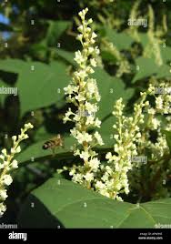 Attēlu rezultāti vaicājumam “Reynoutria japonica”