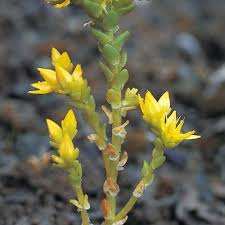 Attēlu rezultāti vaicājumam “Sedum acre leaf”