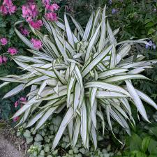 Attēlu rezultāti vaicājumam “Carex loliacea leaf”