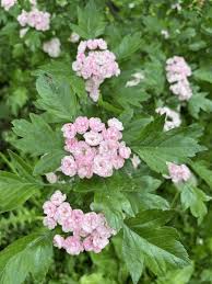 Attēlu rezultāti vaicājumam “Crataegus persimilis leaf”