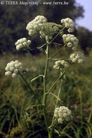 Attēlu rezultāti vaicājumam “Angelica palustris”