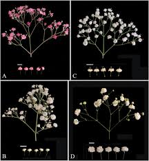 Attēlu rezultāti vaicājumam “Gypsophila paniculata”