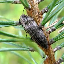 Attēlu rezultāti vaicājumam “Actenicerus sjaelandicus”