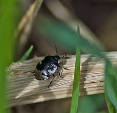 Attēlu rezultāti vaicājumam “Tritomegas bicolor nymph”