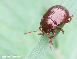 Attēlu rezultāti vaicājumam “Chrysolina staphylaea”