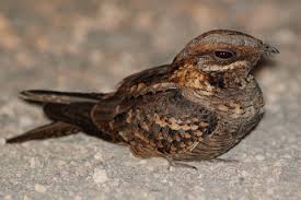 Image result for Caprimulgus ruficollis