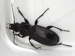 Attēlu rezultāti vaicājumam “Pterostichus melanarius”