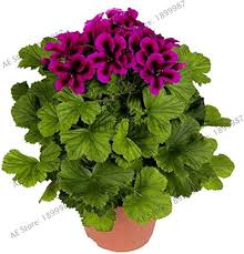 Attēlu rezultāti vaicājumam “Geranium bohemicum fruit”