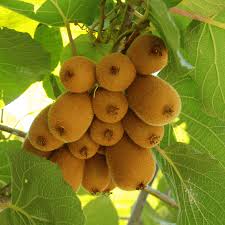 Attēlu rezultāti vaicājumam “Actinidia kolomikta fruit”