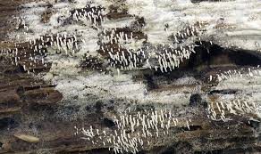 Attēlu rezultāti vaicājumam “Mucronella calva”