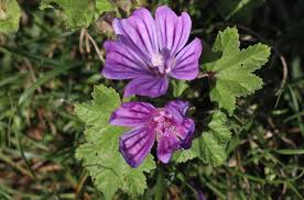 Image result for Malva sylvestris
