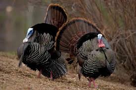 Attēlu rezultāti vaicājumam “Meleagris male”