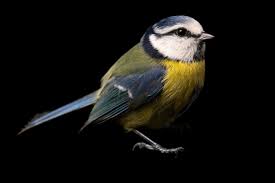 Image result for Cyanistes caeruleus